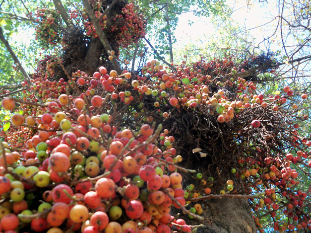 fruits