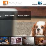 DogTV, a channel for dogs, proves that there’s no limit to content creativity