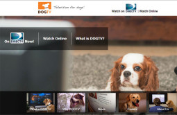 DogTV, a channel for dogs, proves that there’s no limit to content creativity