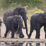 Elephants in Zimbabwe, Hwange National Park, African Wildlife