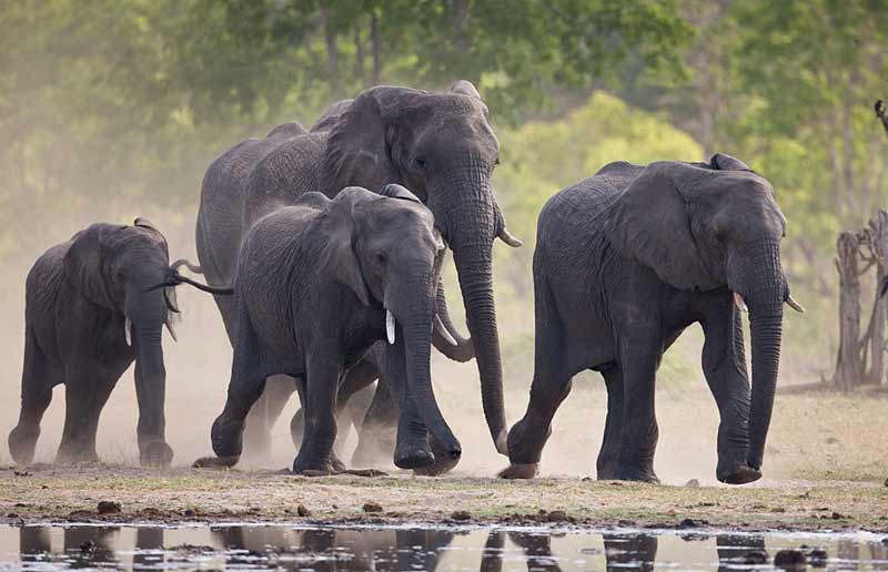 Zimbabwean government acquires drones for use in fight ...