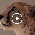 Behind the Scenes: ZOL used a live cheetah in a Ferrari for the #FibroniksFast advert