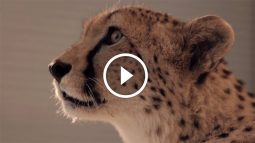 Behind the Scenes: ZOL used a live cheetah in a Ferrari for the #FibroniksFast advert