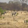 Zebras in the wild