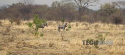 Zebras in the wild