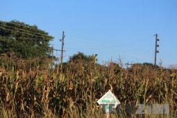 Drought Harms Zimbabwe’s Economic Growth Prospects: Mthuli Ncube