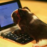 guinea-pig-netbook