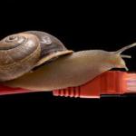 Snail - Internet Speed