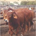 RLMS (Remote Livestock Marketing System)