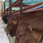 Harare Agriculture Show, Cattle-feeding