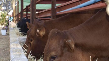 Harare Agriculture Show, Cattle-feeding